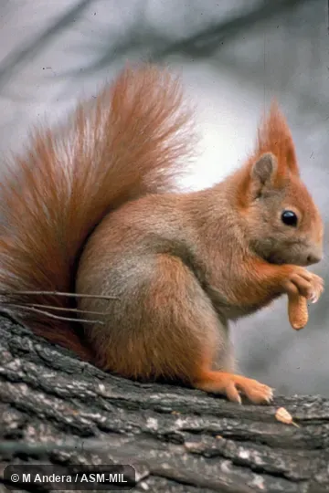 Side view of red-phase squirrel sitting, feeding