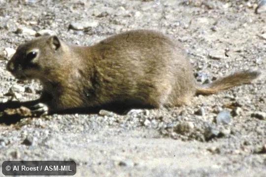 Side view.  Formerly Spermophilus beldingi.