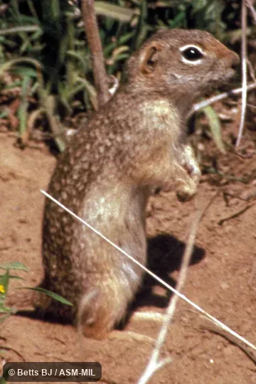 Side view, standing on hind legs, near Snake River.  Formerly Spermophilus washingtoni.