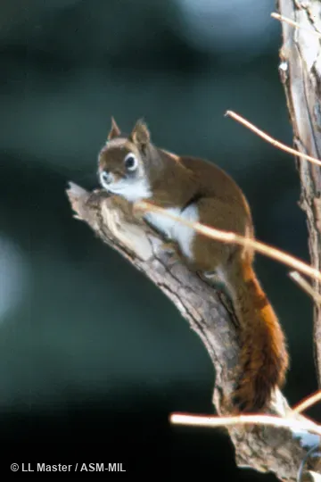 Side view.  Tamiasciurus hudsonicus loquax.  Also as Pine Squirrel.