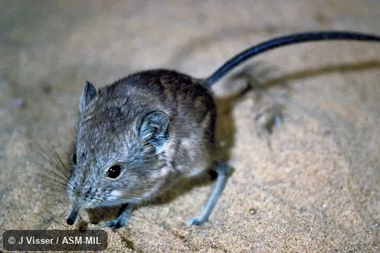 Oblique view, standing.  Identified by Galen Rathbun.  Also as Karoo Round-eared Elephant-shrew|Round-eared Sengi|Round-eared Elephant-shrew|Short-eared Sengi|Short-eared Elephant-shrew.