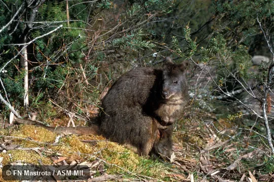 Oblique view of mother with large joey in pouch.  Also as Red-bellied Pademelon|Rufous Wallaby|Tasmanian Pademelon.
