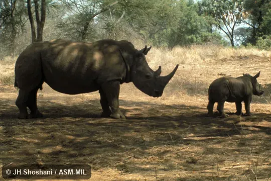 Side view of adult and young standing.  Also as Square-lipped Rhinoceros, Southern White Rhinoceros.