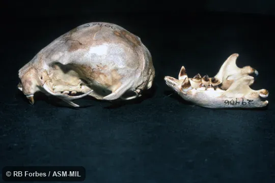 Lateral view of skull and mandible.  Formerly in Megalonychidae.