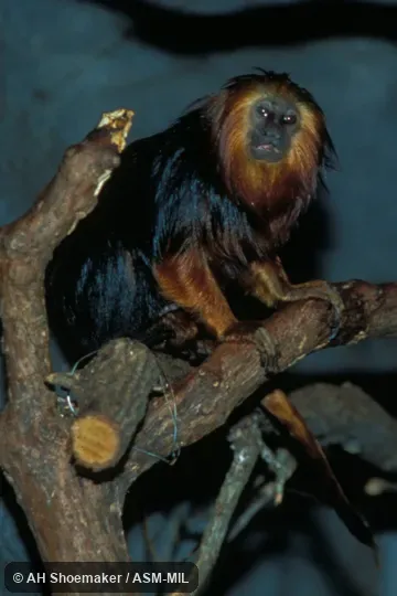 Side view of individual, showing dark back.  Formerly Cebidae (Callitrichinae).