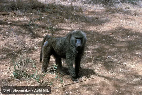 Oblique front view of male in quadrupedal stance.  Also as Anubis Baboon.