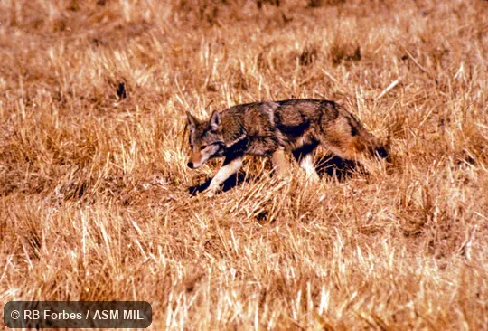 Side view, individual walking in field;  Canis latrans texensis.  Also as Brush Wolf, Prairie Wolf.