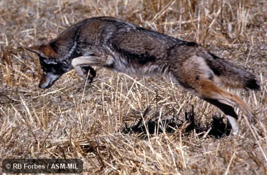 Side view, individual pouncing on mouse (mouse not visible);  Canis latrans texensis.  Also as Brush Wolf, Prairie Wolf.