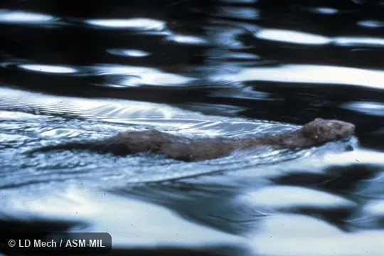 Dorsolateral view of individual swimming.  Also as Mustela vison or Neovison vison.
