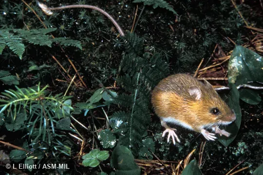 Oblique view.  Formerly in Dipodidae.