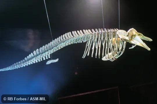 Lateral view of skull and postcranial skeleton.  Formerly in order Cetacea.  Also as Common Porpoise|Sea-hog|Sea-pig.