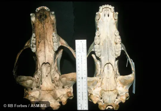 Ventral view of skulls side by side (U. americanus on left), showing larger last upper molar in U. arctos (a small individual)