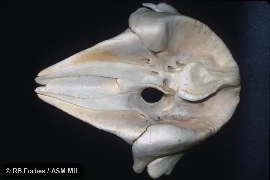 Dorsal view of skull (without mandible).  Formerly in order Cetacea.  Formerly in Physeteridae.  Also as Lesser Cachalot|Lesser Sperm Whale|Short-headed Sperm Whale.