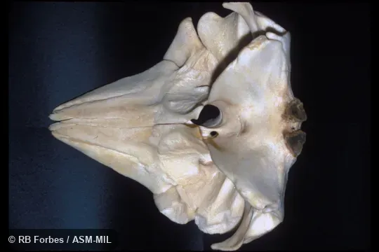 Ventral view of skull (without mandible).  Formerly in order Cetacea.  Formerly in Physeteridae.  Also as Lesser Cachalot, Lesser Sperm Whale, Short-headed Sperm Whale.