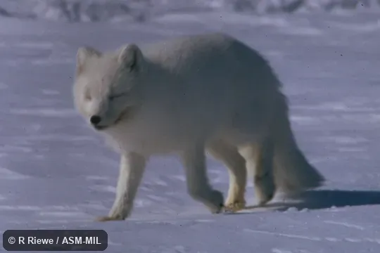 Oblique view in white pelage. Also as Alopex lagopus. Also as Polar Fox. Oblique view in white pelage. Also as Alopex lagopus. Also as Polar Fox.
