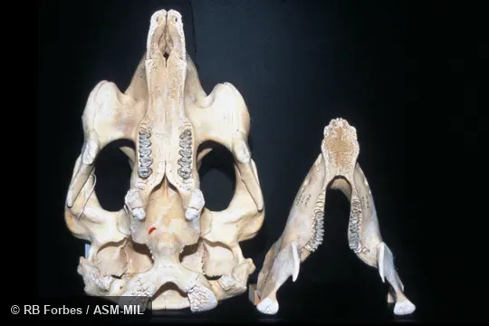 Ventral view of skull and dorsal view of mandible.  Also as American Manatee, Antillean Manatee, Caribbean Manatee, Florida Manatee, North American Manatee.
