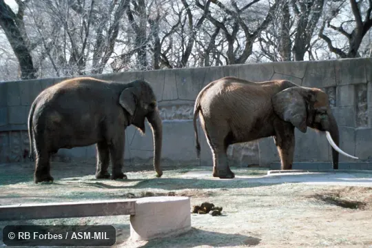 Side views of Asian Elephant (left, tuskless, presumably female) and African Savanna Elephant, Loxodonta africana (right), allowing comparison of characteristics.