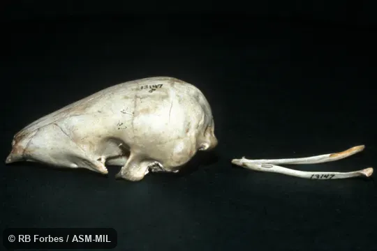 Lateral view of skull and mandible. Formerly as Manis tricuspis. Also as Tree Pangolin|African White-bellied Pangolin|African Tree Pangolin|Three-cusped Pangolin|Common African Pangolin. Lateral view of skull and mandible. Formerly as Manis tricuspis. Also as Tree Pangolin|African White-bellied Pangolin|African Tree Pangolin|Three-cusped Pangolin|Common African Pangolin.