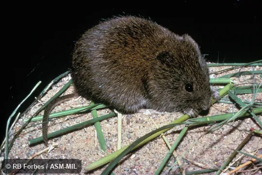 Lateral view of adult, Microtus longicaudus longicaudus.
