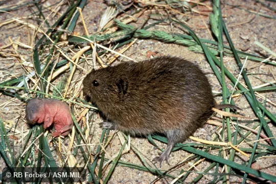 Adult female with neonate. Microtus mogollonensis guadalupensis.  Formerly Microtus mexicanus guadalupensis, Mexican Vole.