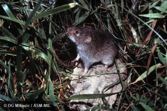 Side view, in simulated grassland environment