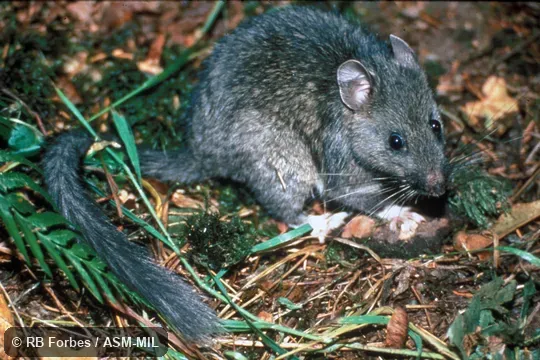 Side view, Neotoma cinerea fusca.  Also as Packrat.