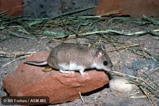 Side view.  Also as Mearns's Grasshopper Mouse.