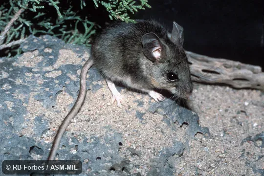 Dorsolateral view, Peromyscus nasutus griseus.  Also as Northern Rock Mouse.