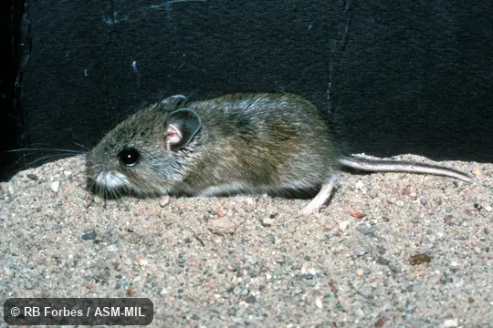 Lateral view.  Formerly Peromyscus maniculatus rufinus.