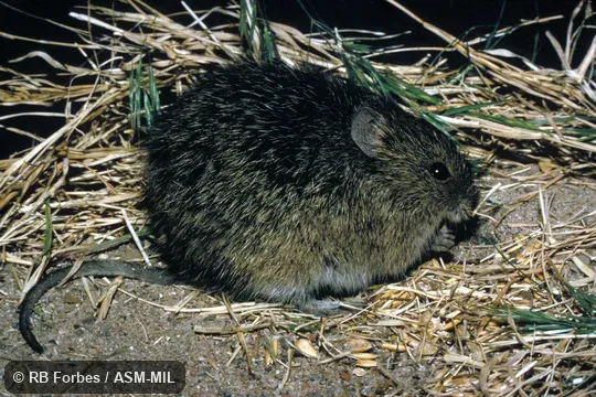 Side view, S. h. berlandieri Side view, S. h. berlandieri