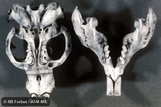 Ventral view of skull and dorsal view of mandible (black and white photograph).