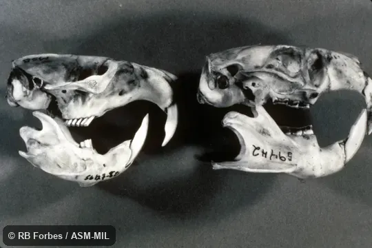 Lateral view of skulls and mandibles of Ctenomys boliviensis (right, No. 59442) and Cratogeomys castanops (left), illustrating histricomorph (Ctenomys) and sciuromorph (Cratogeomys) cranial characters.
