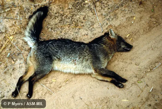 Side view of dead animal.  Also as Savannah Fox.