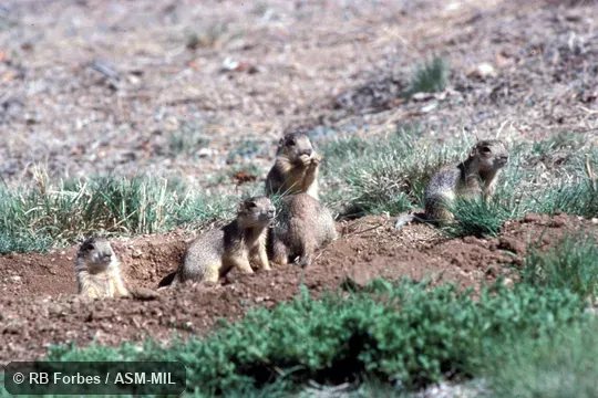 Family group at burrow entrance.  Cynomys gunnisoni zuniensis