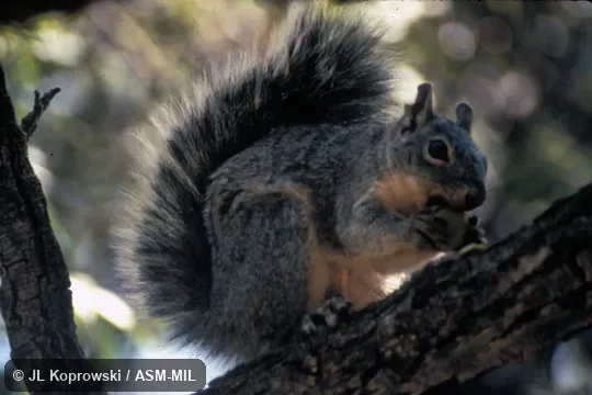 Side view, on large branch of tree.  Also as Parasciurus arizonensis.