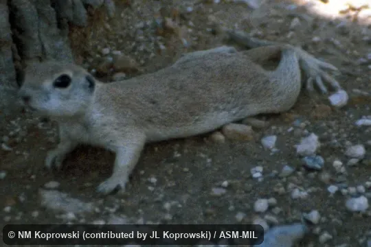 Oblique view from above, animal resting on ground in shade.  Xerospermophilus tereticaudus neglectus.  Formerly Spermophilus (Xerospermophilus) tereticaudus.