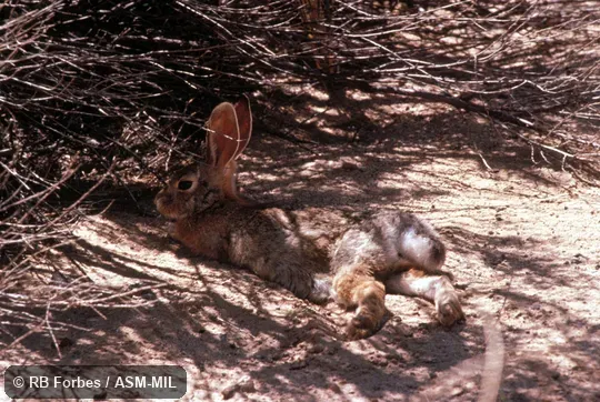 Sylvilagus audubonii cedrophilus.  Lateral view of individual reclining on ground in shade of shrub.  Also as Audubon's Cottontail.