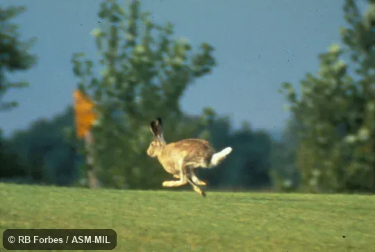 Posterolateral view of individual running in bounding mode, showing prominent white tail, fore and hind limbs crossed.  Also as Prairie Hare.