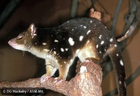 Side view, on branch, tip of tail not in view.  Also as Tiger Cat|Tiger Quoll.