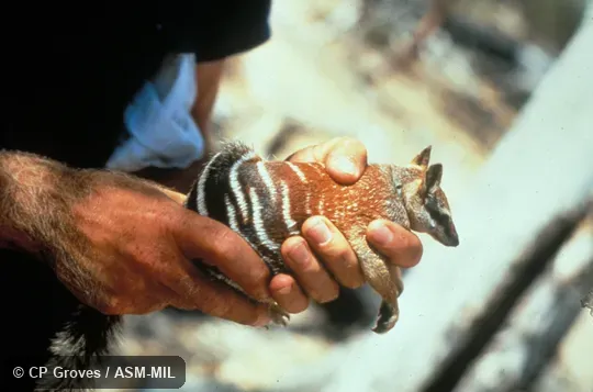 Hand-held, side view, white lines on rump visible. Also as Banded Anteater|Marsupial Anteater. Hand-held, side view, white lines on rump visible. Also as Banded Anteater|Marsupial Anteater.