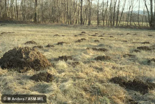 Field with mounds made by this mole, close-up and distant examples.  Formerly Soricomorpha.  Also as Common Mole, Mole.