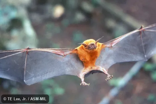 View of underside, wings extended and mostly visible, hind feet visible, Noctilio albiventris minor.