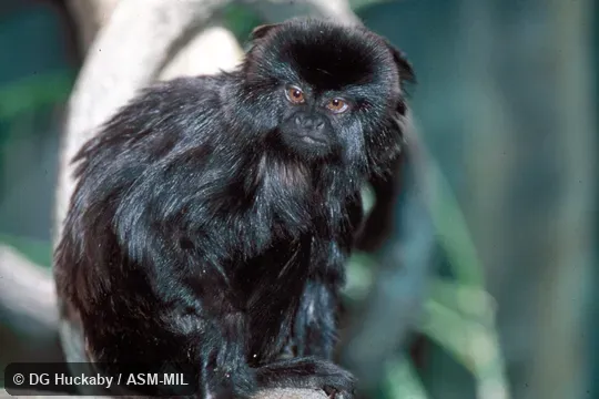 Side view, sitting, tail not in view.  Also as Callimico|Goeldi's Marmoset|Goeldi's Tamarin.  Formerly Cebidae (Callitrichinae).