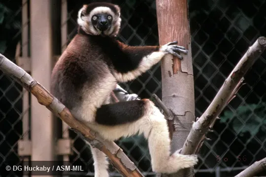 Front view of male, showing coloration in pectoral region