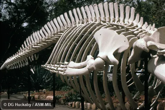 Three-quarter view (from front) of postcranial skeleton.  Formerly in order Cetacea.  Also as Blue Rorqual, Sibbald's Rorqual, Sulphur-bottom Whale.