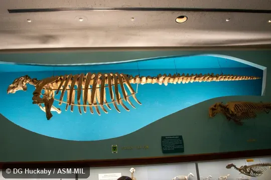 Side view of skeleton except for part of tail