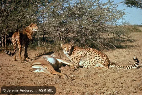 Two cheetahs at impala kill