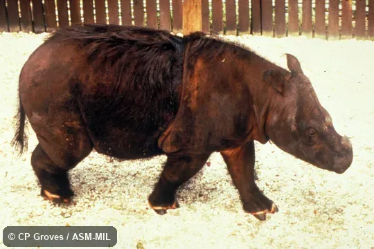 Side view, walking, adult female weighing 650 kg, Dicerorhinus sumatrensis harrissoni.  Also as Asiatic Two-horned Rhinoceros, Hairy Rhinoceros.