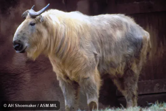 Side view, standing, 3-year-old male, born in captivity.  Budorcas tibetana tibetana.  Formerly Budorcas taxicolor tibetana, Takin.  Also as Sichuan Takin.