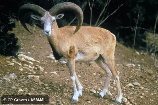 Side view, facing camera, standing.  Ovis gmelinii gmelinii.  Formerly as Ovis gmelini or Ovis aries orientalis, Red Sheep.  Also as Anatolian Mouflon|Asian Mouflon|Asiatic Mouflon.